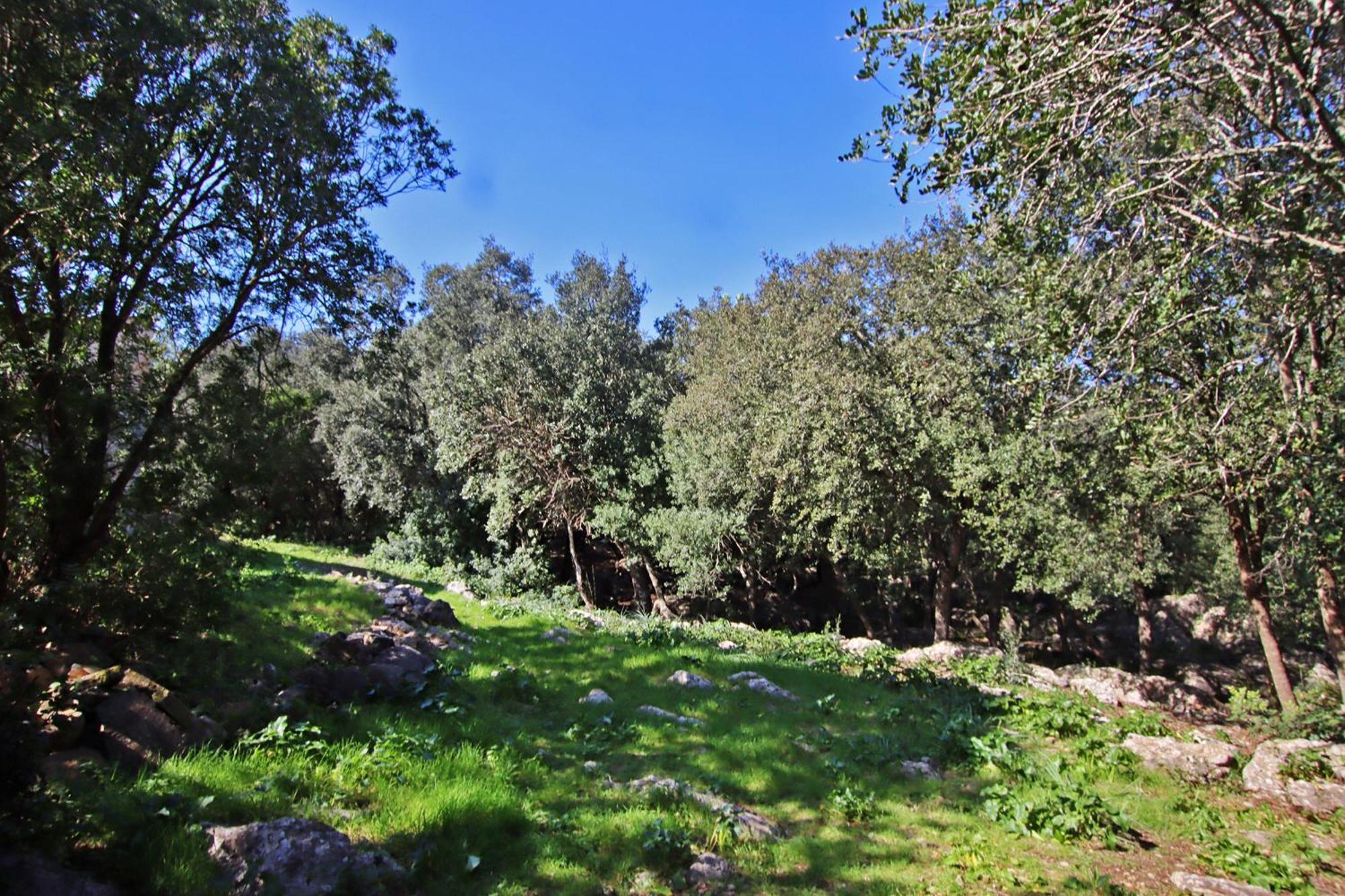 Es Bosquet By Slow Villa